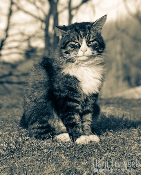 Mufi the cat by Danijel Turnšek