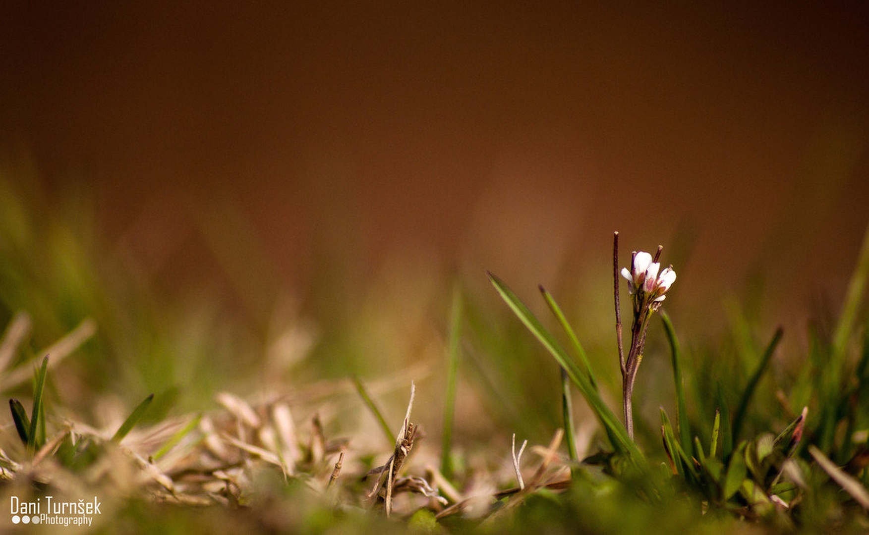 ''One and only'' by Danijel Turnšek