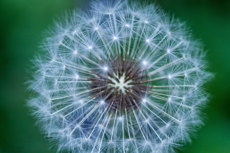 Dandelion Close up by Danijel Turnšek