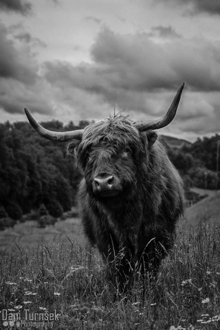 The bull (BW Edit) by Danijel Turnšek