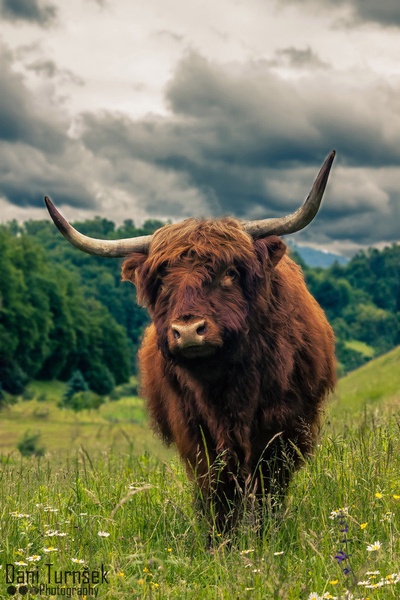 The Bull (Color Edit) by Danijel Turnšek