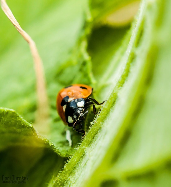 Ladybug by Danijel Turnšek