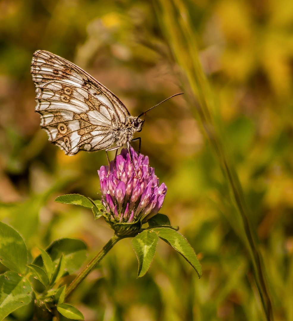 Travniški Lisar (Melanargia galathea) by Danijel Turnšek