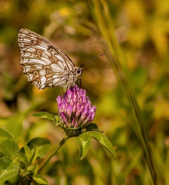 Travniški Lisar (Melanargia galathea) by Danijel Turnšek