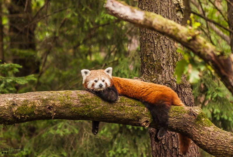 Mačji panda (Ailurus fulgens) by Danijel Turnšek
