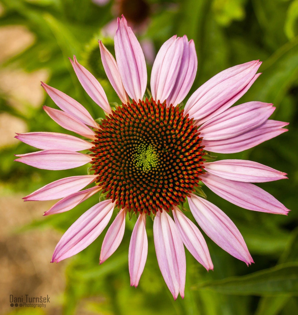 Ameriški slamnik (Echinacea purpurea) by Danijel Turnšek