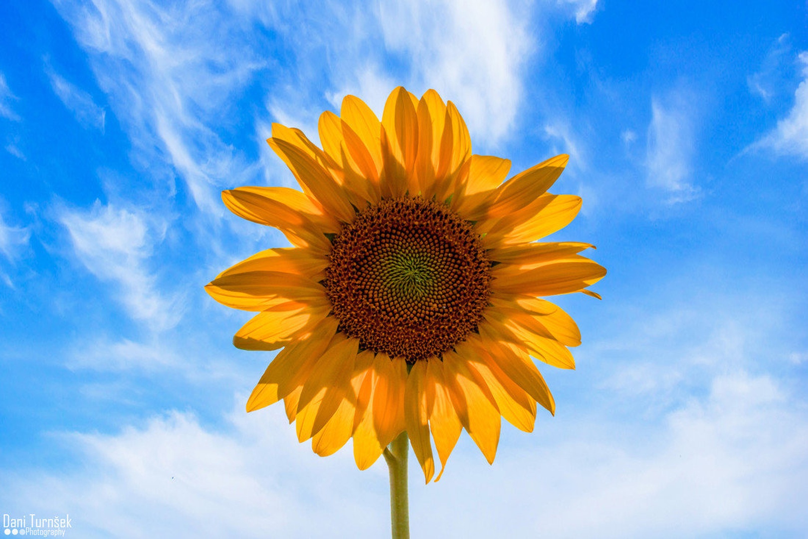 Sončnica (Helianthus annuus) by Danijel Turnšek