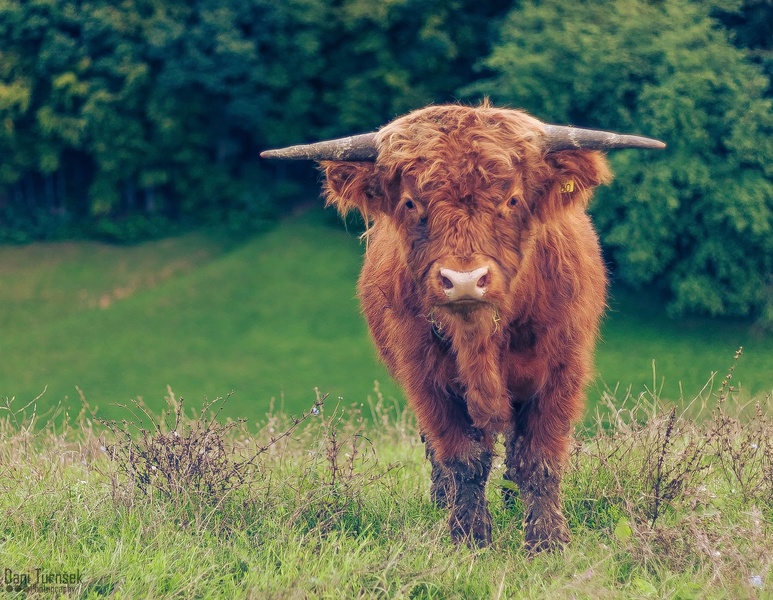 The Bull (Color Edit) II. by Danijel Turnšek