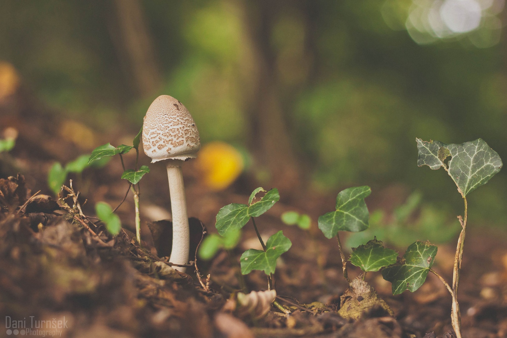 Orjaški dežnik (Macrolepiota procera) by Danijel Turnšek