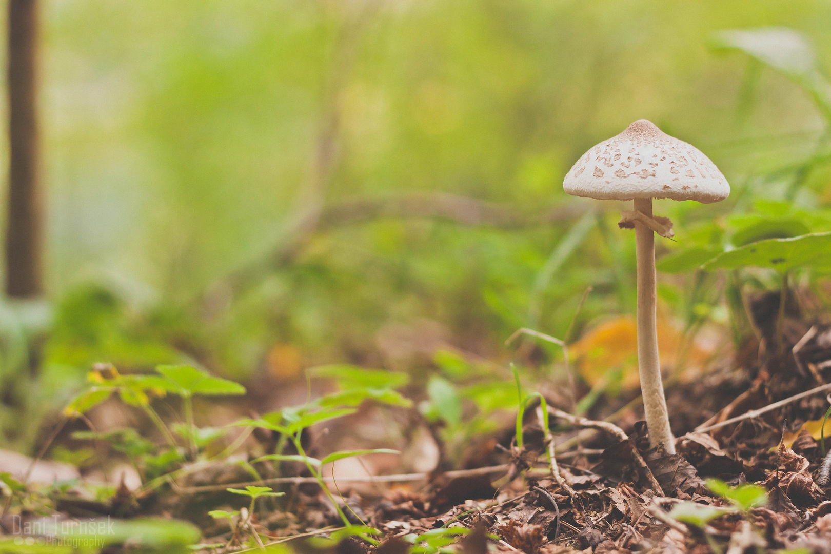 Orjaški dežnik (Macrolepiota procera) II. by Danijel Turnšek
