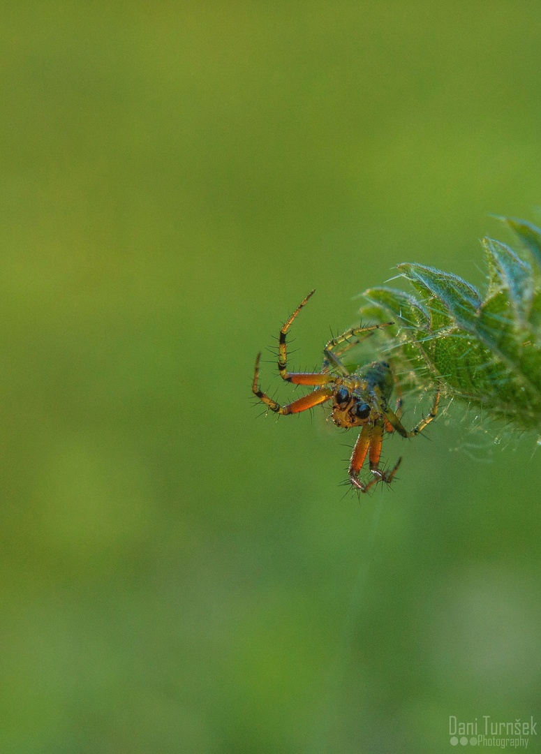 What are you looking at ?! by Danijel Turnšek