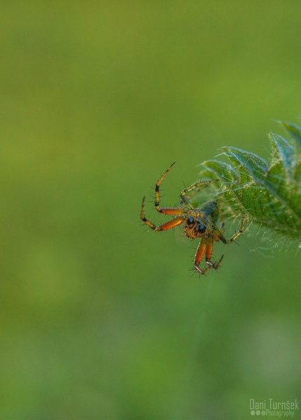 What are you looking at ?! by Danijel Turnšek