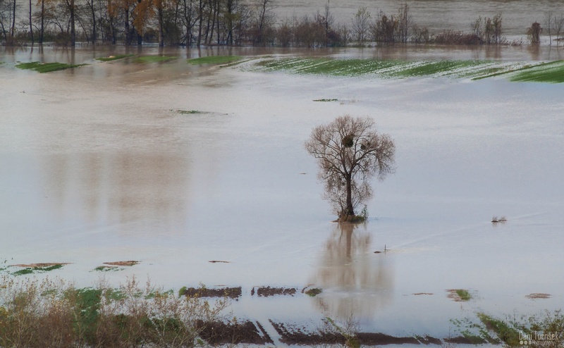 Flooded tree by Danijel Turnšek