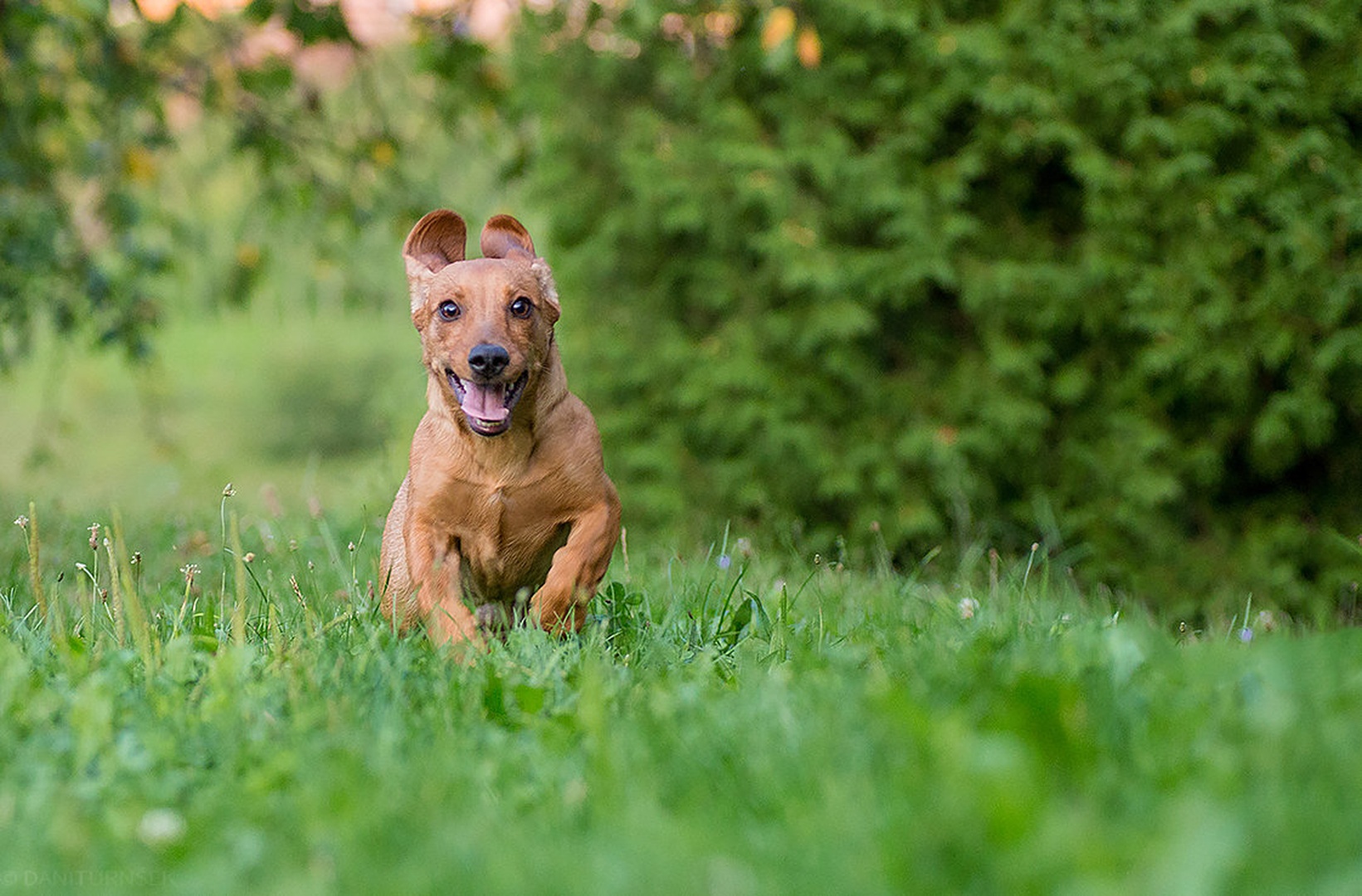 Happy... by Danijel Turnšek