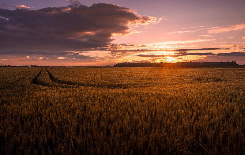 Golden fields by Danijel Turnšek