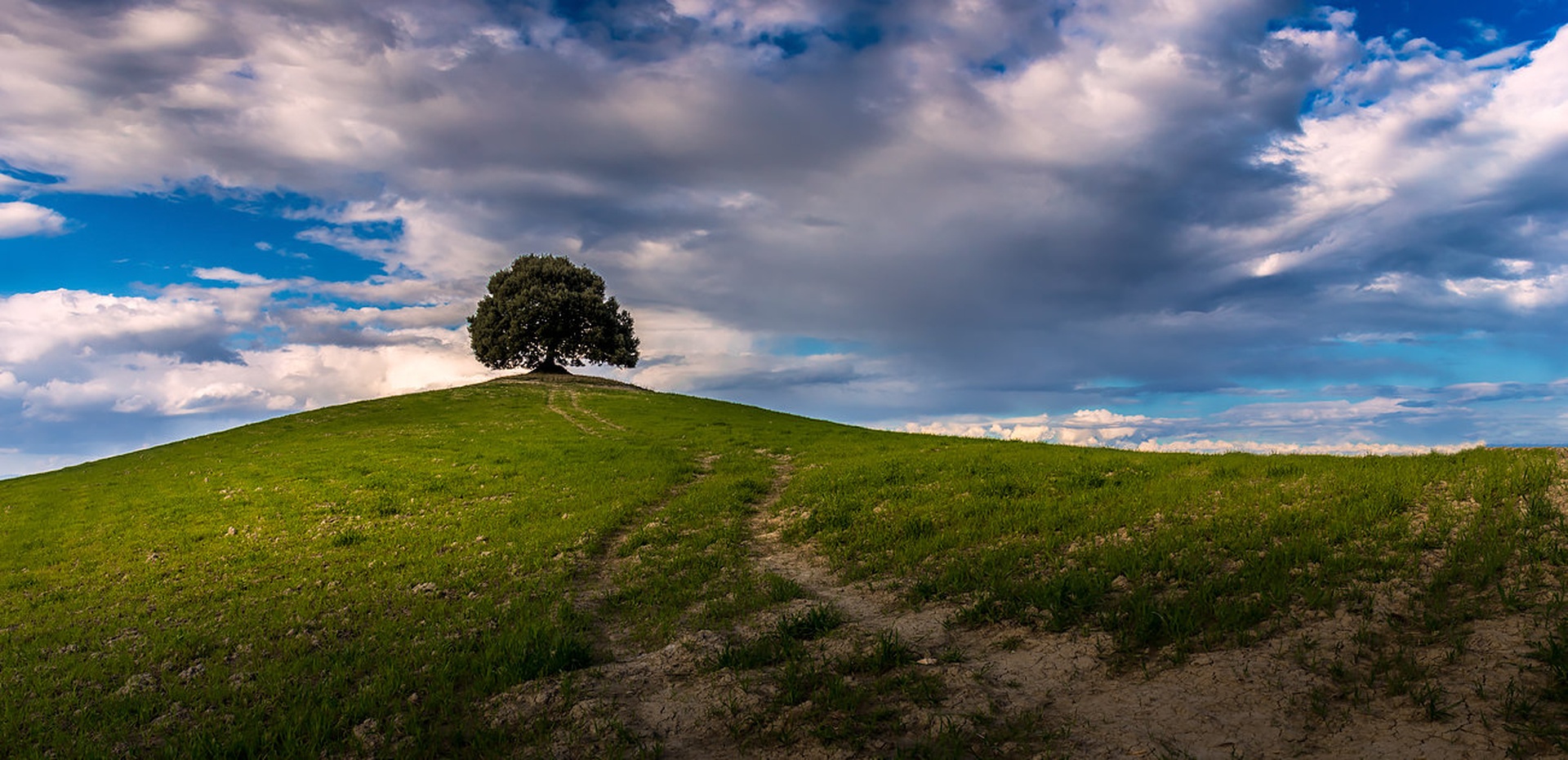 Lonely tree by Danijel Turnšek