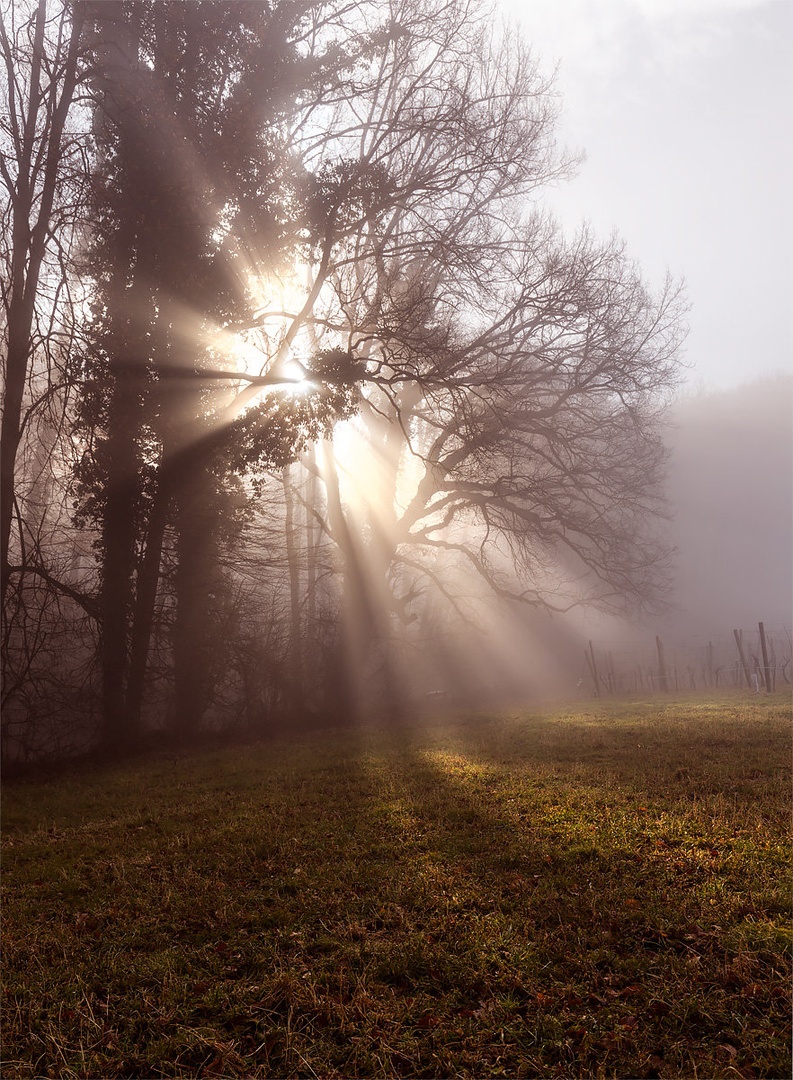 ''Sunshine'' by Danijel Turnšek