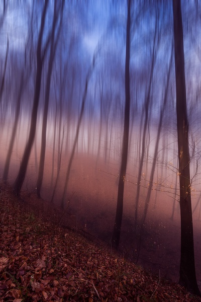 Digital forest by Danijel Turnšek