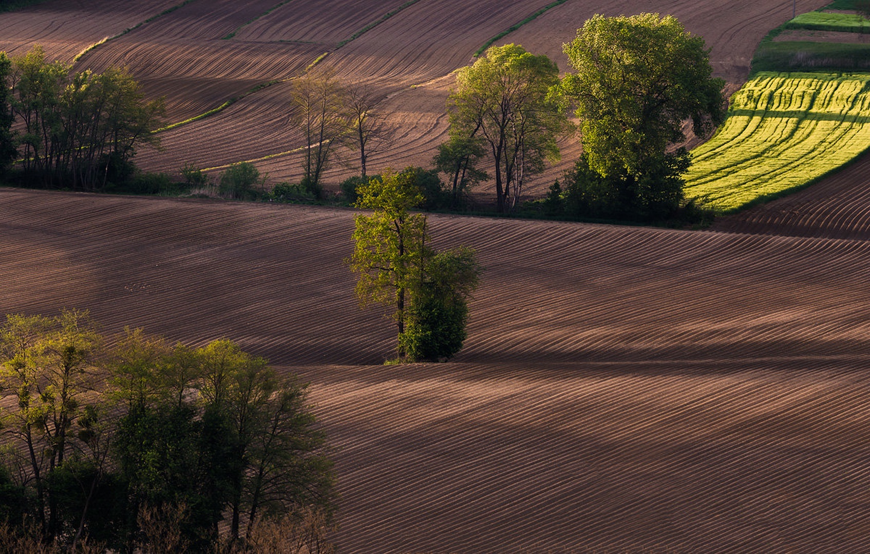 ''Fields'' by Danijel Turnšek