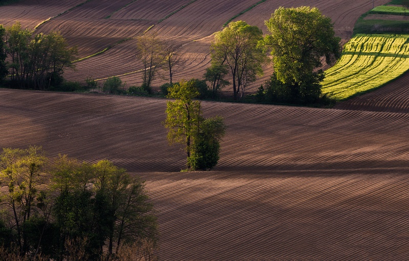 ''Fields'' by Danijel Turnšek