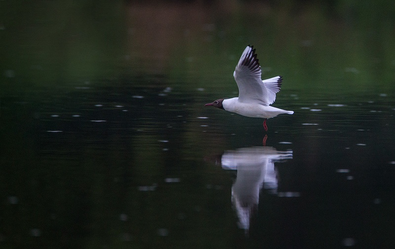 Rečni galeb (Larus ridibundus) by Danijel Turnšek