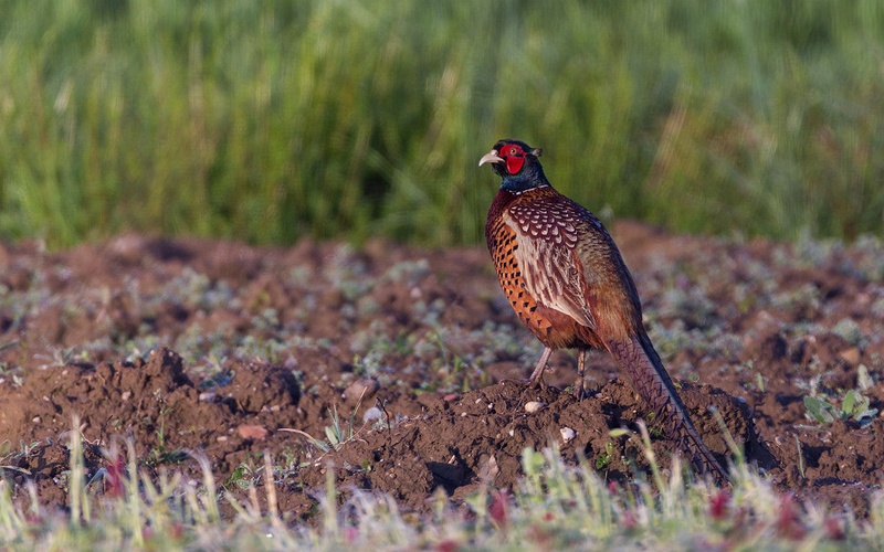 Fazan (Phasianus colchicus) by Danijel Turnšek