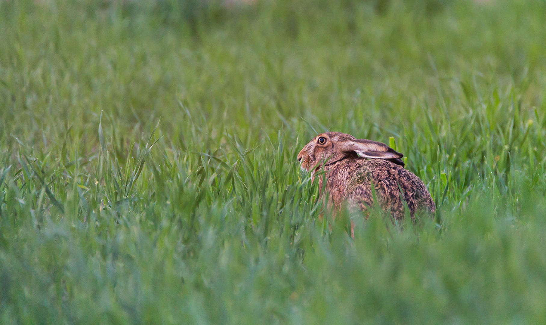 Poljski zajec (Lepus europaeus) by Danijel Turnšek