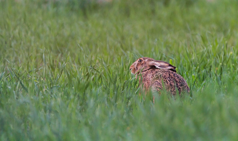 Poljski zajec (Lepus europaeus) by Danijel Turnšek