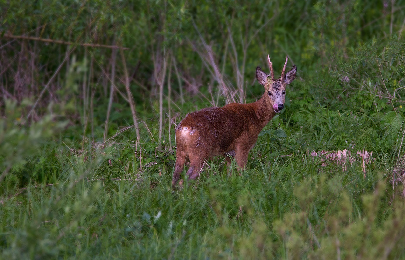 Srnjak (Capreolus capreolus) by Danijel Turnšek