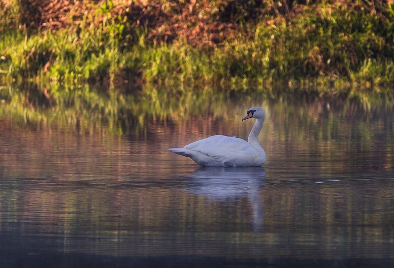 Labod grbec (Cygnus olor) by Danijel Turnšek