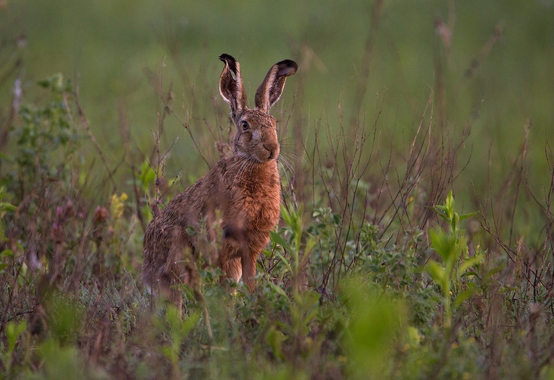 Poljski zajec (Lepus europaeus) by Danijel Turnšek
