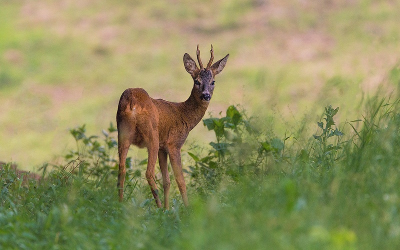Srnjak (Capreolus capreolus) by Danijel Turnšek