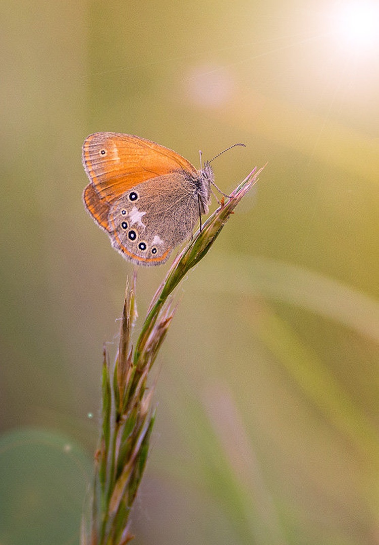 Grmiščni rjavček (Coenonympha arcania ) by Danijel Turnšek