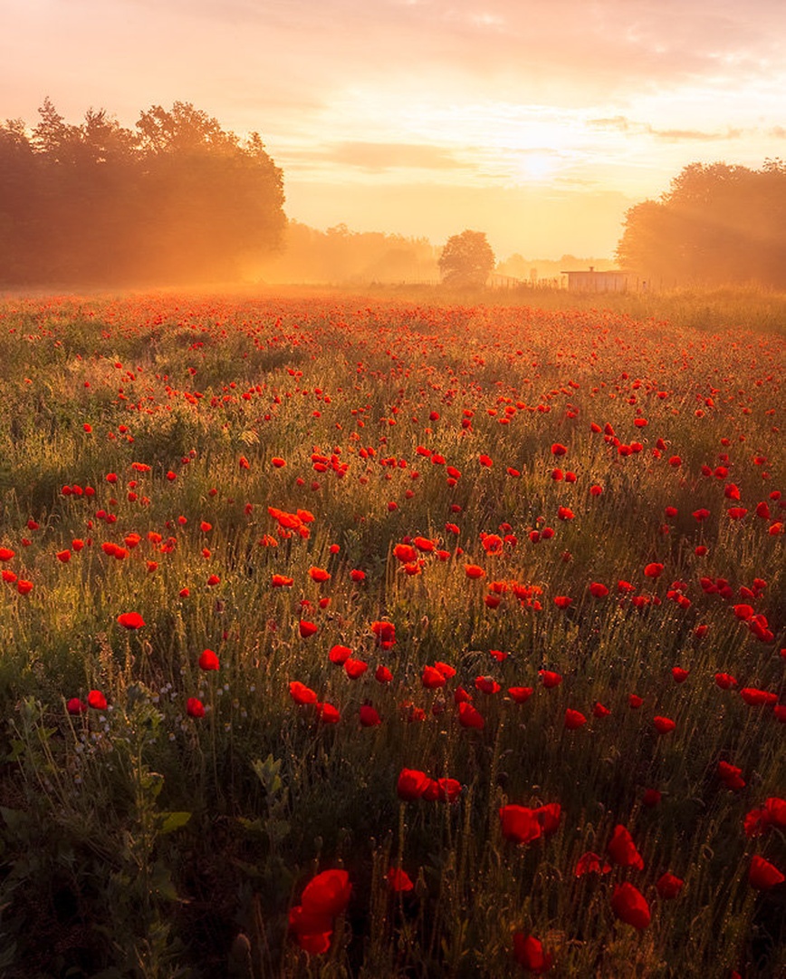 Makovo polje by Danijel Turnšek