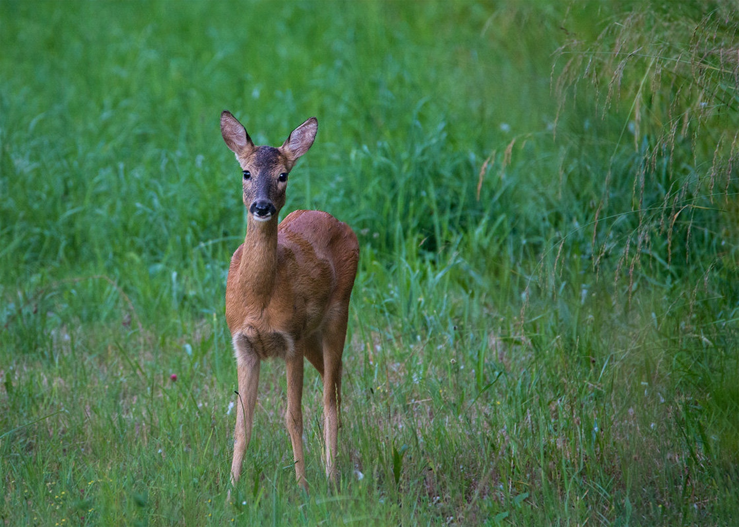 Srna (Capreolus capreolus) by Danijel Turnšek