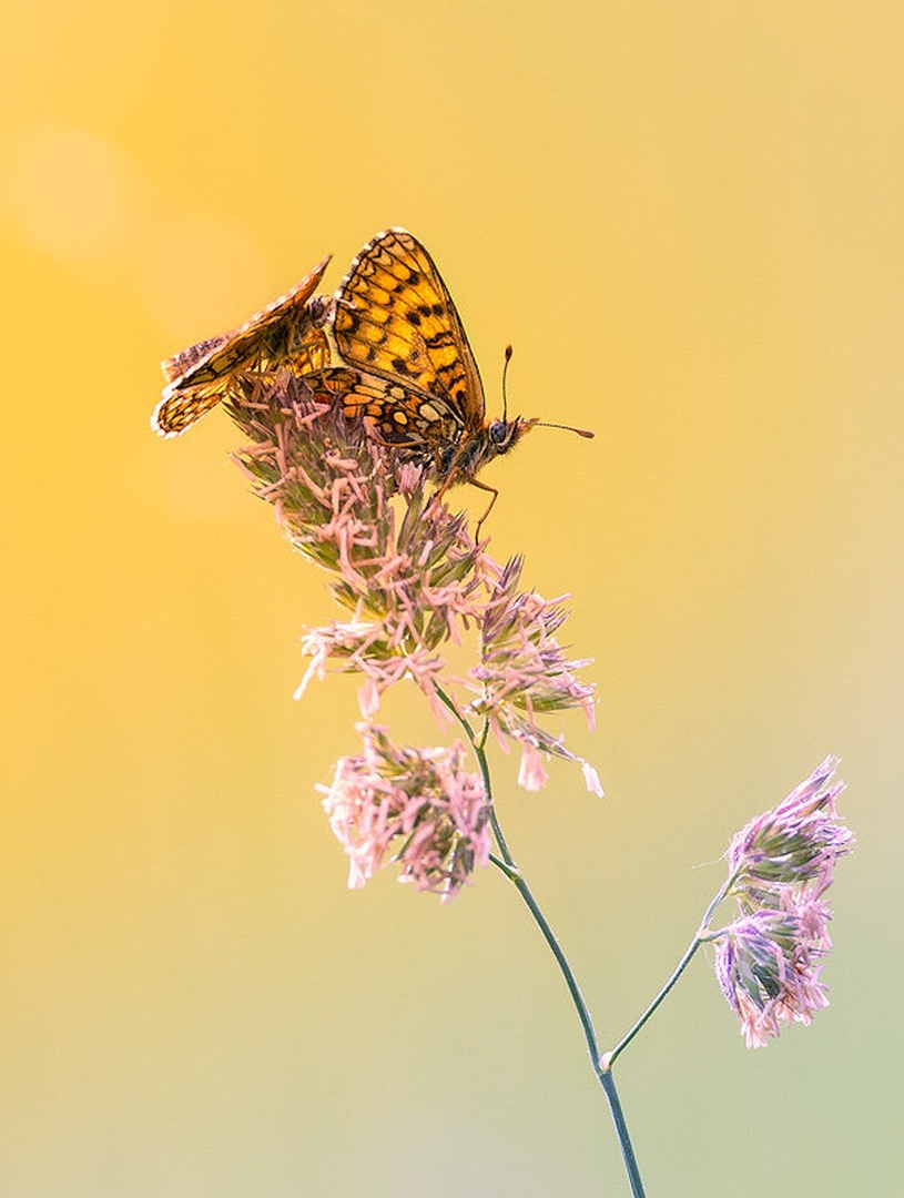 Veliki pisanček (Melitaea phoebe ) by Danijel Turnšek