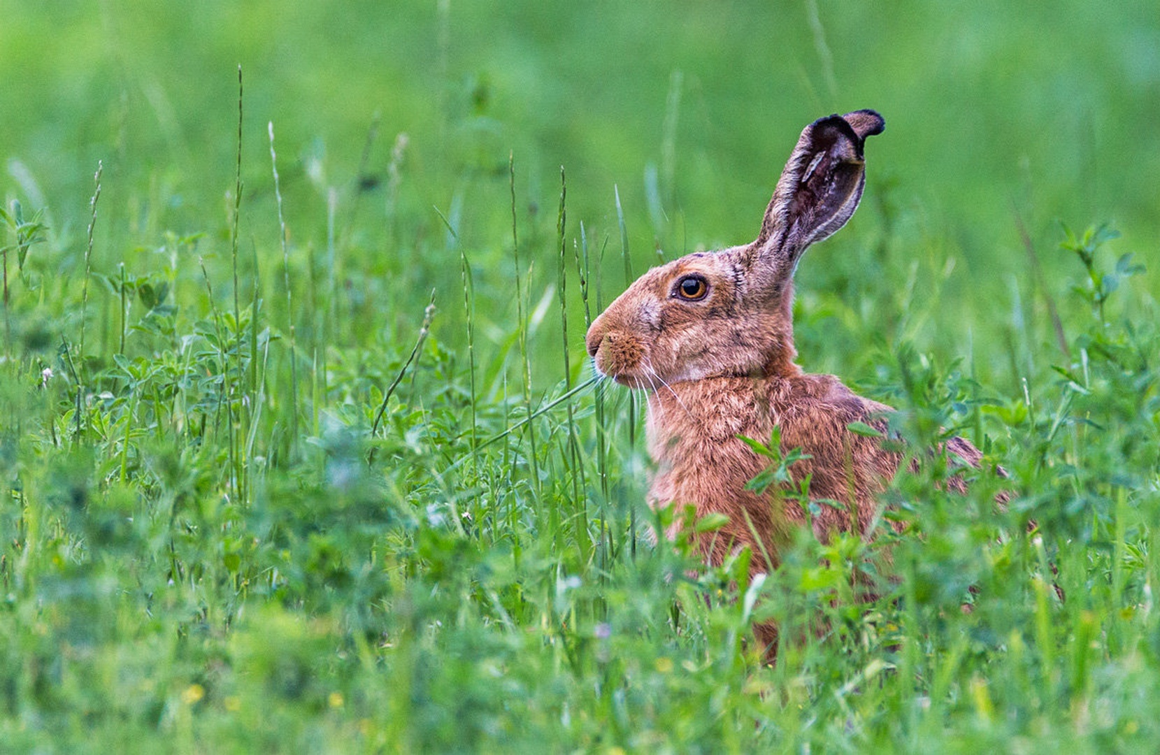 Poljski zajec (Lepus europaeus) by Danijel Turnšek