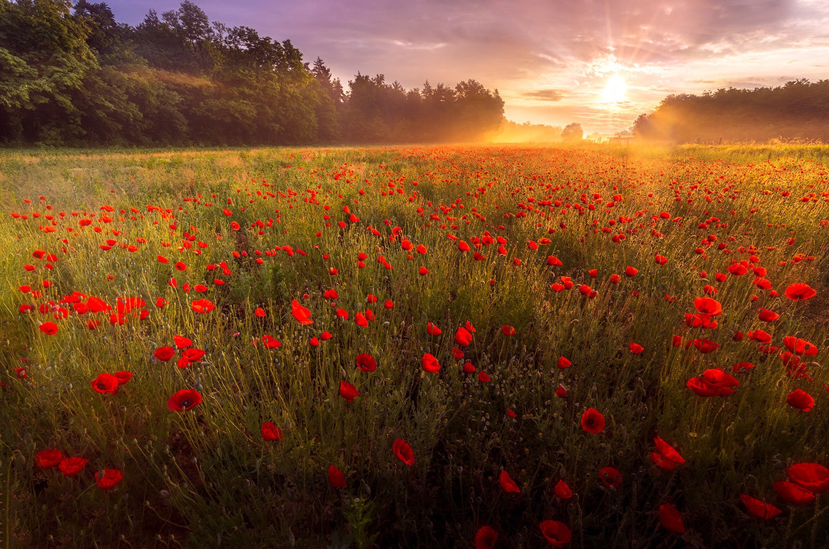 Makovo polje II. by Danijel Turnšek