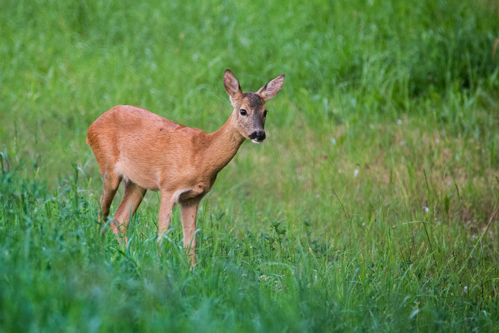 Srna (Capreolus capreolus) by Danijel Turnšek