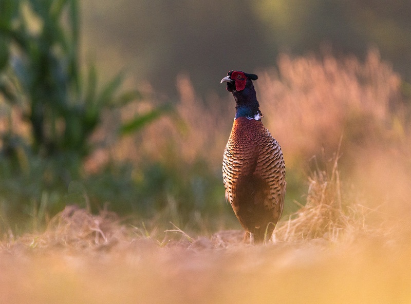 Fazan (Phasianus colchicus) by Danijel Turnšek