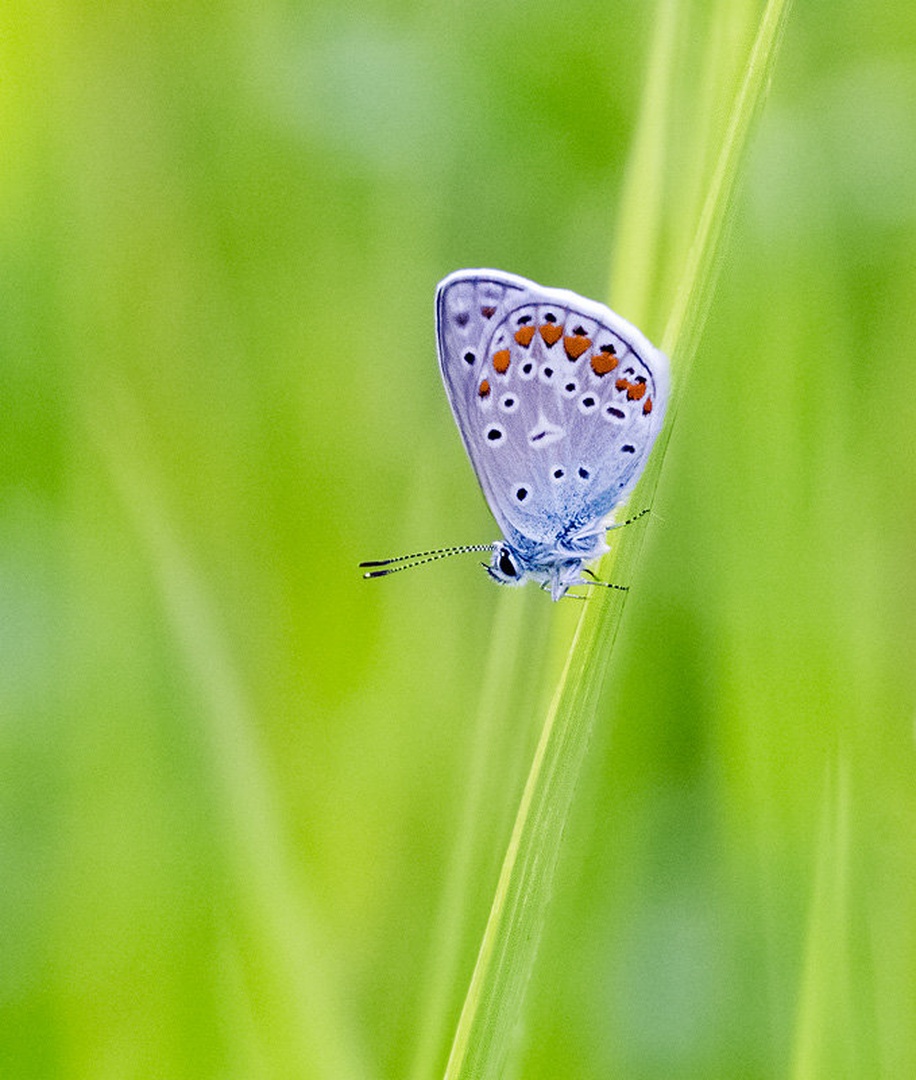 Navadni modrin (Polyommatus icarus) by Danijel Turnšek