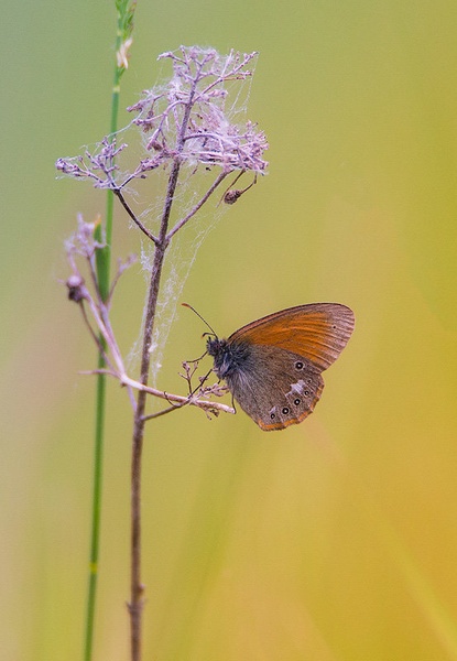 Belolisi okarček (Coenonympha glycerion) by Danijel Turnšek