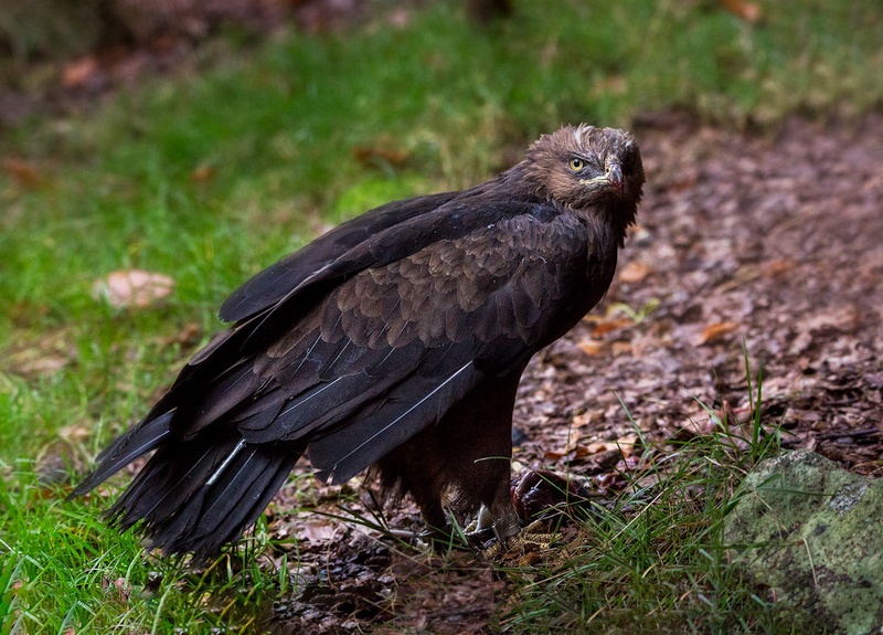 Mali klinkač (Aquila pomarina) by Danijel Turnšek