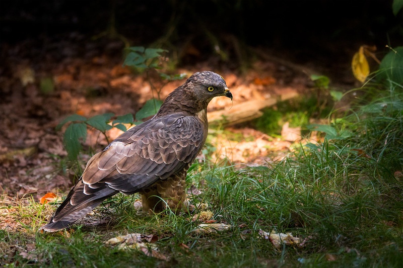 Sršenar (Pernis apivorus) by Danijel Turnšek