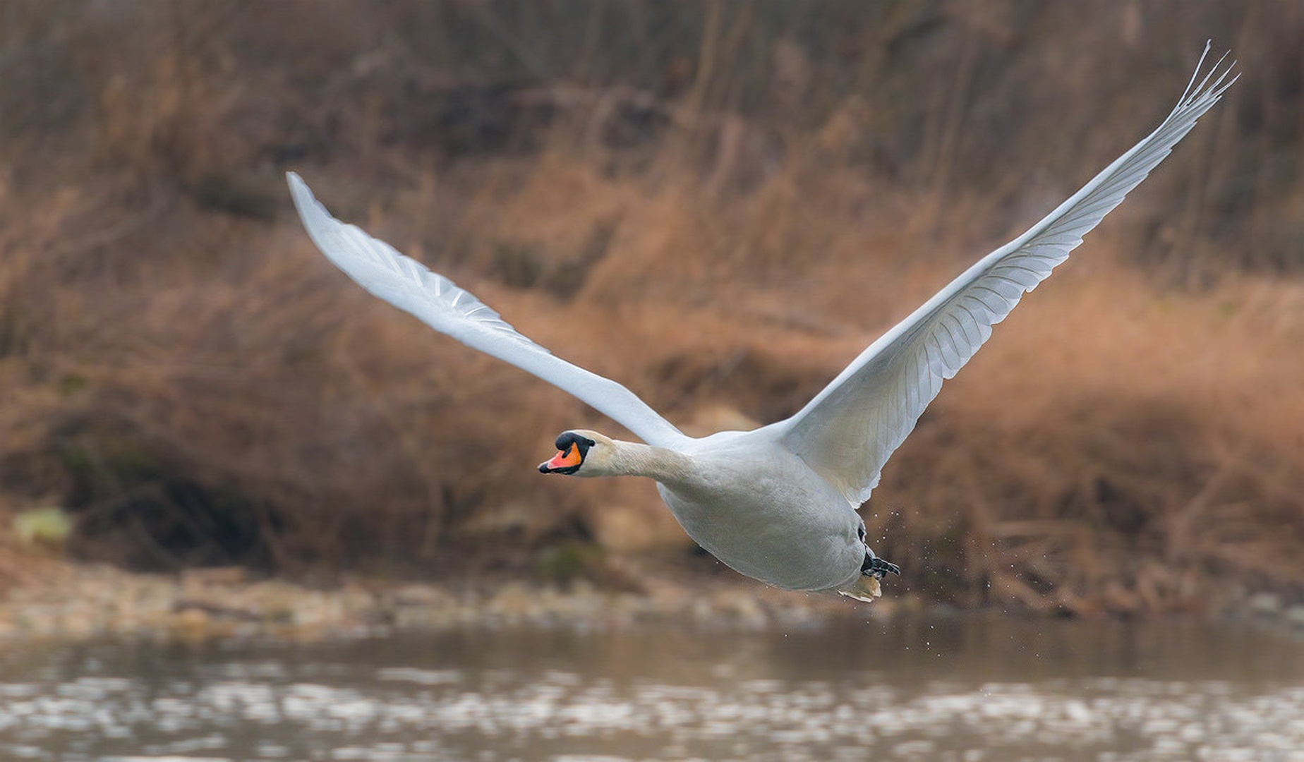 Labod grbec (Cygnus olor) by Danijel Turnšek