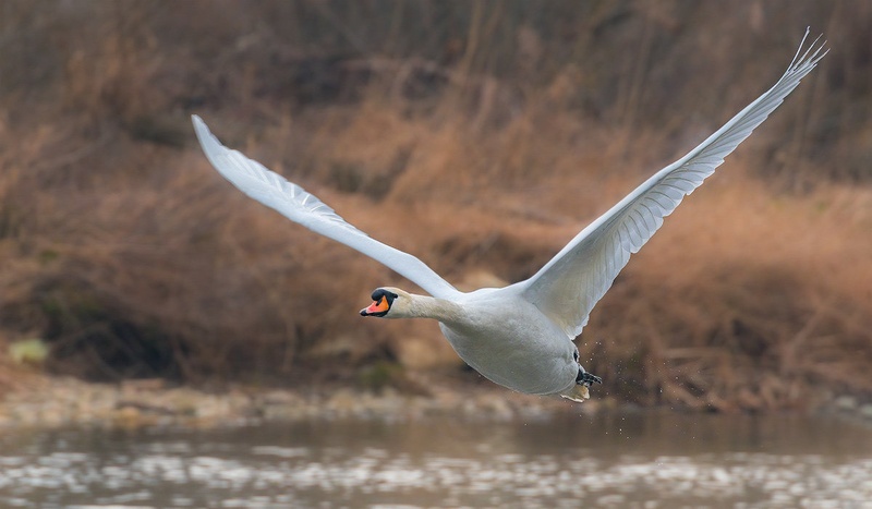 Labod grbec (Cygnus olor) by Danijel Turnšek