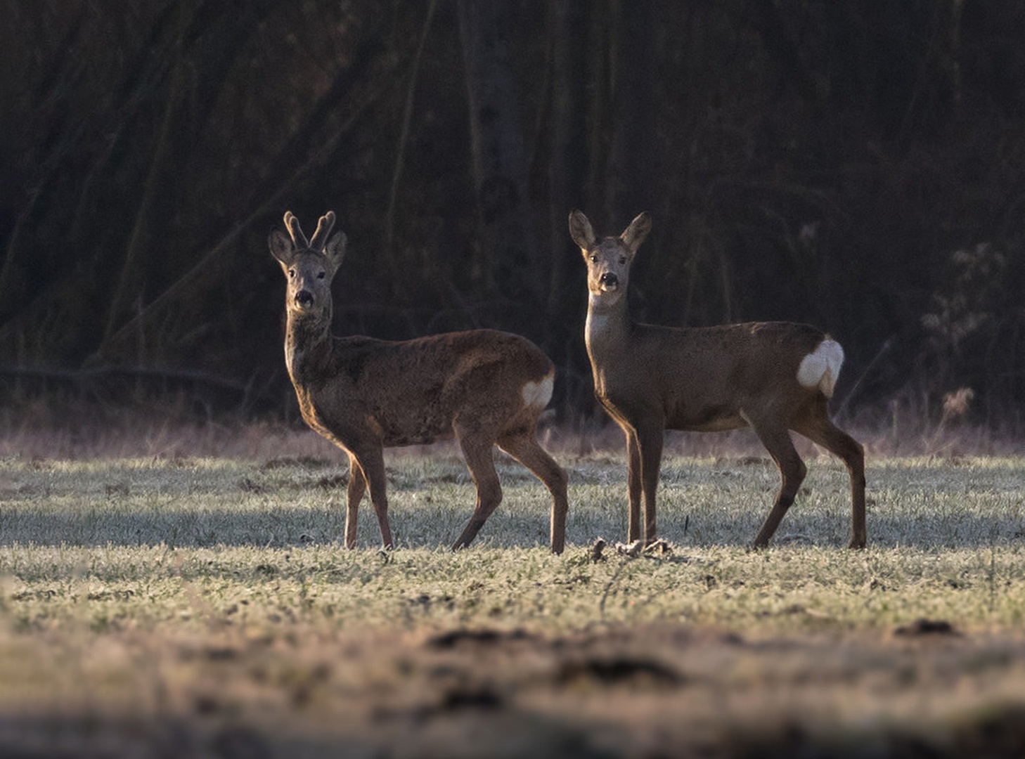 Srnjak in Srna (Capreolus capreolus) by Danijel Turnšek