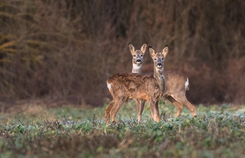 Srni (Capreolus capreolus) by Danijel Turnšek
