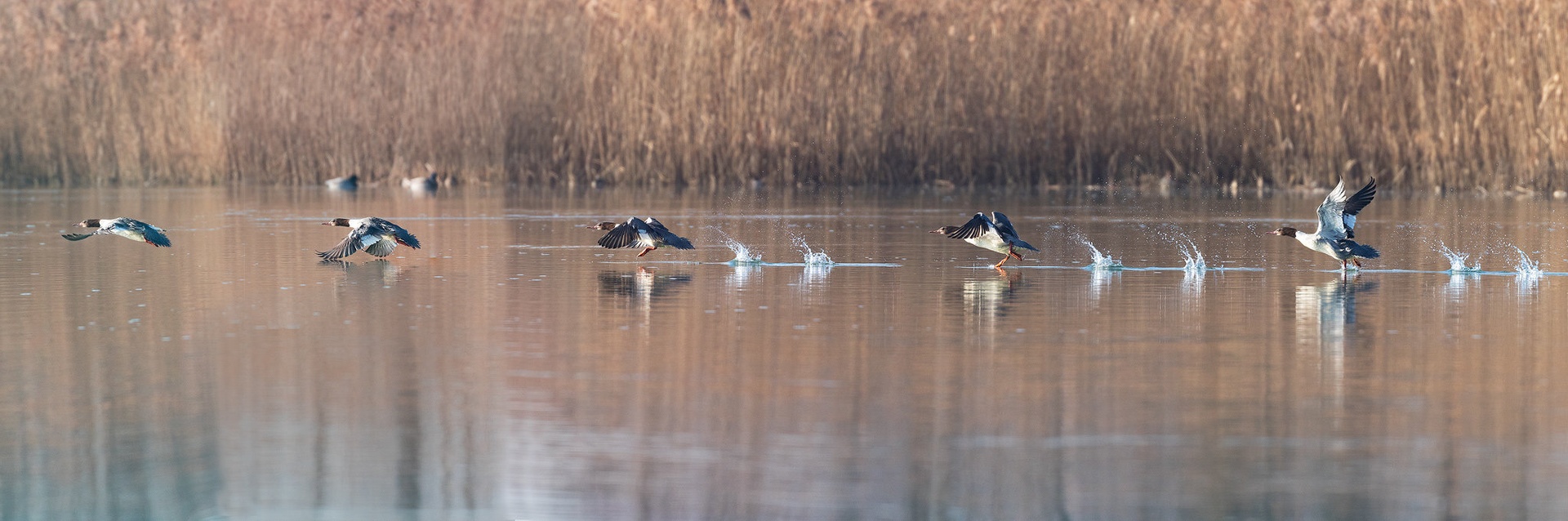 Veliki žagar (Mergus merganser) by Danijel Turnšek