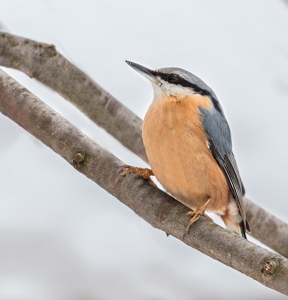 Brglez (Sitta europaea) by Danijel Turnšek